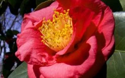 Greensboro Red Camellia Japonica - 7 Gallon Pot -Garden Plants Shop Camellia Greensboro Red 1