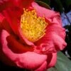 Greensboro Red Camellia Japonica - 7 Gallon Pot -Garden Plants Shop Camellia Greensboro Red 1 500x750 1