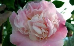 High Fragrance Camellia Hybrid - 1 Gallon Pot -Garden Plants Shop Camellia High Fragrance 5