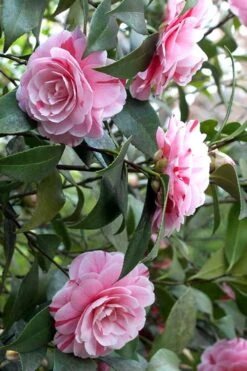 LA Peppermint Camellia Japonica - 1 Gallon Pot -Garden Plants Shop Camellia La Peppermint 1