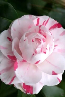 LA Peppermint Camellia Japonica - 1 Gallon Pot -Garden Plants Shop Camellia La Peppermint 2