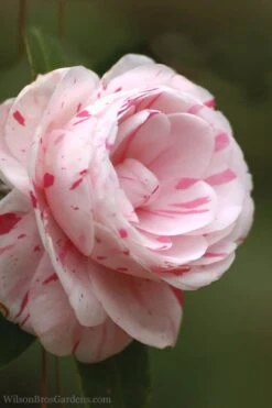 LA Peppermint Camellia Japonica - 1 Gallon Pot -Garden Plants Shop Camellia La Peppermint 4