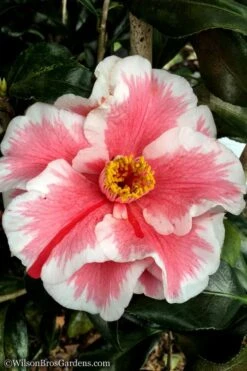 Lady Vansittart Multicolor Camellia Japonica - 6 Pack Of 1 Gallon Pots -Garden Plants Shop Camellia Lady Vansittart 12