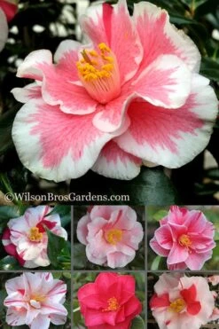 Lady Vansittart Multicolor Camellia Japonica - 6 Pack Of 1 Gallon Pots -Garden Plants Shop Camellia Lady Vansittart 500x750 1