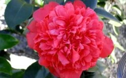 Laura Walker Camellia Japonica - 3 Gallon Pot -Garden Plants Shop Camellia Laura Walker 2