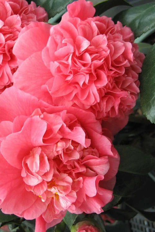 Maidens Of Great Promise Camellia - Japonica - 3 Gallon Pot 3 Maidens Of Great Promise Camellia - Japonica - 3 Gallon Pot