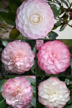 Nuccio's Pearl Camellia Japonica - 1 Gallon Pot -Garden Plants Shop Camellia Nuccios Pearl 1