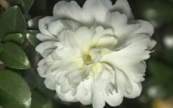October Magic Ivory Camellia - 3 Gallon Pot 9 October Magic Ivory Camellia - 3 Gallon Pot -Garden Plants Shop Camellia October Magic Ivory