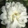 October Magic Ivory Camellia - 3 Gallon Pot -Garden Plants Shop Camellia October Magic Ivory 500x750 1