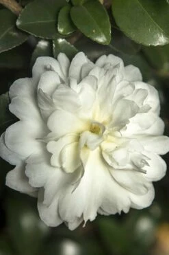October Magic Ivory Camellia - 3 Gallon Pot