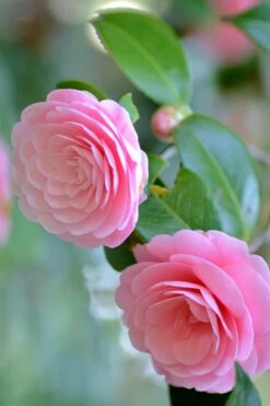 Otome Pink Camellia Japonica - 3 Gallon Pot -Garden Plants Shop Camellia Otome 1