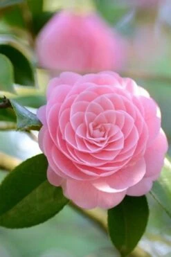 Otome Pink Camellia Japonica - 3 Gallon Pot -Garden Plants Shop Camellia Otome 2