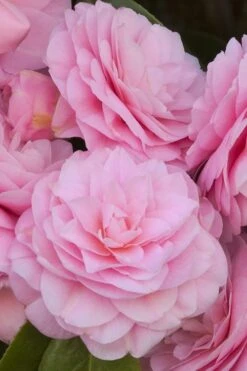 Pearl Maxwell Camellia Japonica - 3 Gallon Pot -Garden Plants Shop Camellia Pearl Maxwell 10