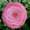 Pearl Maxwell Camellia Japonica - 3 Gallon Pot -Garden Plants Shop Camellia Pearl Maxwell 4