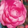 Pink Princess Camellia Japonica - 3 Gallon Pot -Garden Plants Shop Camellia Pink Princess 1