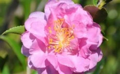 Pink Stella Camellia Sasanqua - 2 Gallon Pot 9 Pink Stella Camellia Sasanqua - 2 Gallon Pot -Garden Plants Shop Camellia Pink Stella