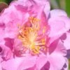 Pink Stella Camellia Sasanqua - 2 Gallon Pot 1 Pink Stella Camellia Sasanqua - 2 Gallon Pot -Garden Plants Shop Camellia Pink Stella 500x750 1