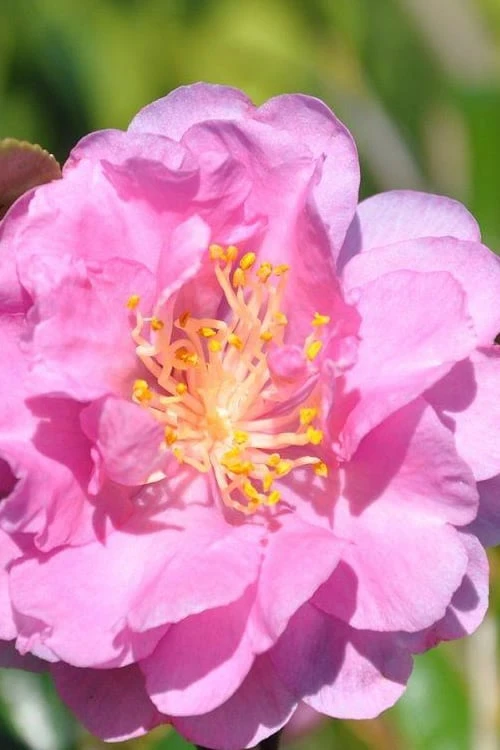 Pink Stella Camellia Sasanqua - 2 Gallon Pot 3 Pink Stella Camellia Sasanqua - 2 Gallon Pot