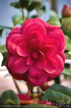 Purple Dawn Camellia Japonica - 3 Gallon Pot 9 Purple Dawn Camellia Japonica - 3 Gallon Pot -Garden Plants Shop Camellia Purple Dawn JW 1 1