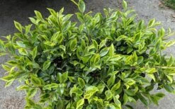 Royal Flush Shi Shi Variegated Camellia Sasanqua - 1 Gallon Pot 9 Royal Flush Shi Shi Variegated Camellia Sasanqua - 1 Gallon Pot -Garden Plants Shop Camellia Royal Flush Shi Shi 2
