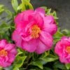 Royal Flush Shi Shi Variegated Camellia Sasanqua - 1 Gallon Pot -Garden Plants Shop Camellia Royal Flush Shi Shi 4