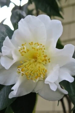 Silver Waves Camellia Japonica - 1 Gallon Pot -Garden Plants Shop Camellia Silver Waves 6
