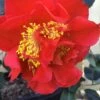 Turandot Camellia Japonica - 7 Gallon Pot -Garden Plants Shop Camellia Turandot 6