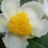 Yellow Big Leaf Tea Plant - Camellia Sinensis - 3 Gallon Pot 1 Yellow Big Leaf Tea Plant - Camellia Sinensis - 3 Gallon Pot -Garden Plants Shop Camellia Yellow Big Leaf Flower Closeup