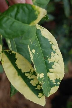 Yellow Big Leaf Tea Plant - Camellia Sinensis - 3 Gallon Pot -Garden Plants Shop Camellia Yellow Big Leaf Leaves
