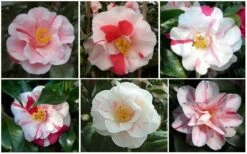 Lady Vansittart Multicolor Camellia Japonica - 6 Pack Of 1 Gallon Pots -Garden Plants Shop CamelliaLadyVasittart 2