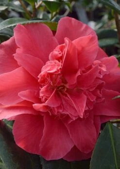 Laura Walker Camellia Japonica - 1 Gallon Pot -Garden Plants Shop Camillia Laura Walker 1