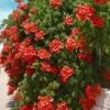 Balboa Sunset Trumpet Vine (Campsis Radicans) - 5 Gallon Pot -Garden Plants Shop Campsis Balboa Sunset 1