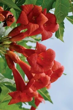 Balboa Sunset Trumpet Vine (Campsis Radicans) - 5 Gallon Pot -Garden Plants Shop Campsis Balboa Sunset 3