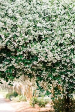 Madison Confederate Jasmine - 6 Pack Of 1 Gallon Pots -Garden Plants Shop Campsis Madame Galen 18 1