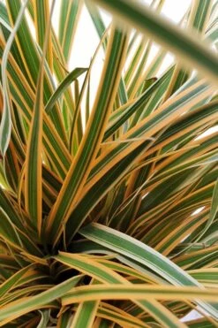 Evercolor Everglow Carex - 1 Gallon Pot -Garden Plants Shop Carex Evercolor Everglow 2