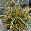 Evercolor Everglow Carex - 1 Gallon Pot -Garden Plants Shop Carex Evercolor Everglow 3