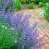 Walker's Low Catmint (Nepeta X Faassenii) - 6 Pack Of 1 Gallon Pots -Garden Plants Shop Catmint Walkers Low 3