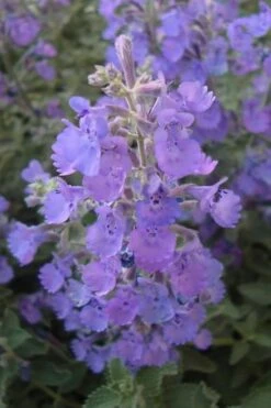 Walker's Low Catmint (Nepeta X Faassenii) - 6 Pack Of 1 Gallon Pots -Garden Plants Shop Catmint Walkers Low 5