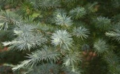 Patti Faye Deodar Cedar - 7 Gallon Pot -Garden Plants Shop Ceadr Deodar Patti Faye 6