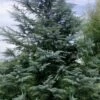 Patti Faye Deodar Cedar - 7 Gallon Pot -Garden Plants Shop Cedar Deodar Patti Faye 10