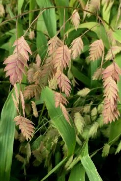 Upland Sea Oats (Chasmanthium Latifolium) - 8 Pack Of 1 Gallon Pots -Garden Plants Shop Chasmanthium 10