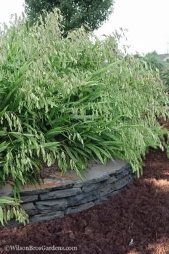 Upland Sea Oats (Chasmanthium Latifolium) - 8 Pack Of 1 Gallon Pots -Garden Plants Shop Chasmanthium Latifolium 6
