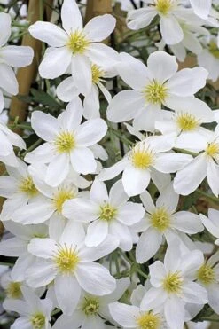 Avalanche Evergreen Clematis - 2 Gallon Pot -Garden Plants Shop Clematis Avalanche 10