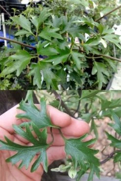 Avalanche Evergreen Clematis - 2 Gallon Pot -Garden Plants Shop Clematis Avalanche 15