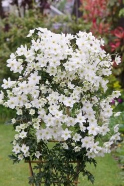 Avalanche Evergreen Clematis - 2 Gallon Pot -Garden Plants Shop Clematis Avalanche 5