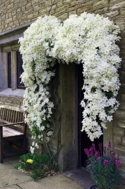 Avalanche Evergreen Clematis - 2 Gallon Pot -Garden Plants Shop Clematis Avalanche 7