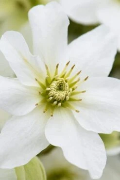 Avalanche Evergreen Clematis - 2 Gallon Pot -Garden Plants Shop Clematis Avalanche 8