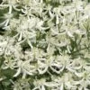 Sweet Autumn Clematis - 1 Gallon Pot -Garden Plants Shop Clematis Sweet Autumn 1