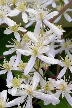 Sweet Autumn Clematis Terniflora - 3 Gallon Pot -Garden Plants Shop Clematis Sweet Autumn 5 1