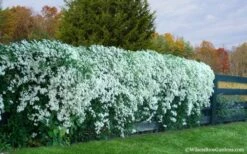 Sweet Autumn Clematis Terniflora - 3 Gallon Pot -Garden Plants Shop Clematis Sweet Autumn 6 1